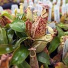 Multifarious Nepenthes Carnivorous Plant Seed Mixed 9 Types 200 PCS Seeds
