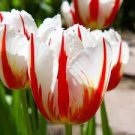 Multifarious Tulip Flowers 200 PCS Seeds