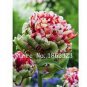 Multifarious Tulip Flowers 200 PCS Seeds