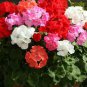 Multiple Color Choice Hydrangea Bonsai Perennial Flower 50 PCS Seeds