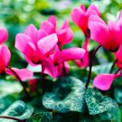 Multiple Color Cyclamen 120 PCS Seeds