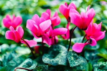 Multiple Color Cyclamen 120 PCS Seeds