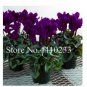 Multiple Color Cyclamen 120 PCS Seeds