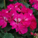 Multiple Colour Geranium Plants 30 PCS Seeds Multiple Colour Geranium Plants 30 PCS Seeds