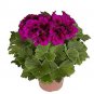 Multiple Colour Geranium Plants 30 PCS Seeds