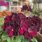 Multiple Colour Geranium Plants, Perennial Flower Pelargonium 30 PCS Seeds
