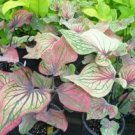 Multiple Colour Thailand Caladium Bonsai of Perennial 150 PCS Seeds