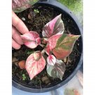 Multiple Colour Thailand Caladium Bonsai of Perennial Rainbow Flower 150 PCS Seeds