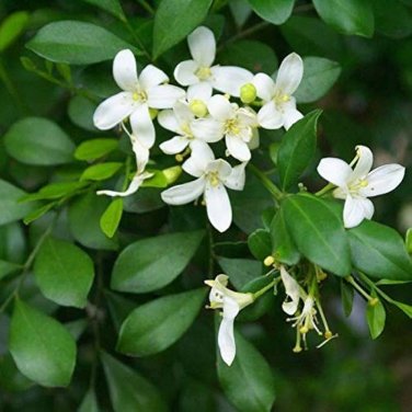 Murraya Exotica Tree Semente 60 PCS Seeds