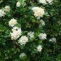 Murraya Exotica Tree Semente 60 PCS Seeds