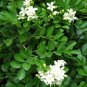 Murraya Exotica Tree Semente 60 PCS Seeds