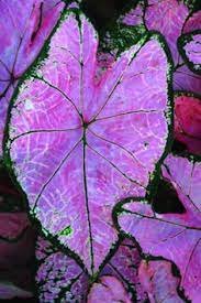 Multiple Colour Thailand Caladium Bonsai of Perennial Rainbow Flower Garden 150 PCS Seeds