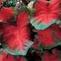 Multiple Colour Thailand Caladium Bonsai of Perennial Rainbow Flower Garden 150 PCS Seeds