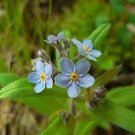 Myosotis Sylvatica Blue Forget Me Not Perennial Plants 60 PCS Seeds
