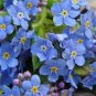 Myosotis Sylvatica Blue Forget Me Not Perennial Plants 60 PCS Seeds