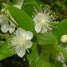 Myrtus Communis 100 PCS Seeds Myrtus Communis 100 PCS Seeds