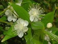 Myrtus Communis 100 PCS Seeds