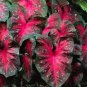 Multiple Colour Thailand Caladium Bonsai of Perennial Rainbow Flower 150 PCS Seeds