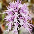 Naked Male Flower Seeds Garden Bonsai Rare Orchid Flower 100 PCS Seeds Naked Male Flower Seeds Garden Bonsai Rare Orchid Flower 100 PCS Seeds