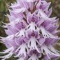 Naked Man Orchid Flower 20 PCS Seeds