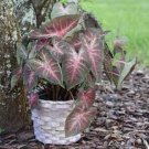 Multiple Colour Thailand Caladium Bonsai of Perennial Rainbow Flower 150 PCS Seeds
