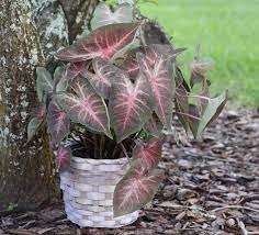 Multiple Colour Thailand Caladium Bonsai of Perennial Rainbow Flower 150 PCS Seeds