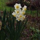 Narcissus Flower Balcony Plants 100 PCS Seeds