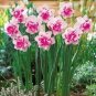 Narcissus Flower Balcony Plants 100 PCS Seeds