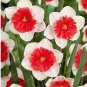 Narcissus Flower Balcony Plants 100 PCS Seeds
