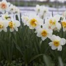 Narcissus Flower Seeds Bright Yellow Flowers 100 PCS Seeds Narcissus Flower Seeds Bright Yellow Flowers 100 PCS Seeds