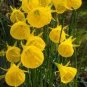 Narcissus Flower Seeds Bright Yellow Flowers 100 PCS Seeds
