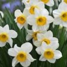Narcissus Flower Seeds Mixed 9 Colors Flowers 20 PCS Seeds