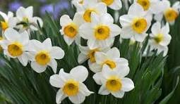 Narcissus Flower Seeds Mixed 9 Colors Flowers 20 PCS Seeds