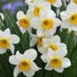 Narcissus Flower Seeds Mixed 9 Colors Flowers 20 PCS Seeds