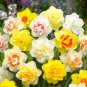 Narcissus Flowers 100 PCS Seeds