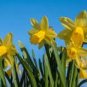 Narcissus Flowers 100 PCS Seeds