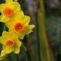 Narcissus Flowers 100 PCS Seeds