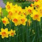 Narcissus Flowers 100 PCS Seeds