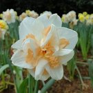 Narcissus,Potted White Daffodil Flower Perennial Indoor 100 PCS Seeds