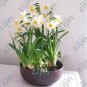 Narcissus,Potted White Daffodil Flower Perennial Indoor 100 PCS Seeds
