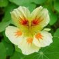 Nasturtium Bonsai Easy Planting Flower Hanging Plants New Garden Plant 10 PCS Seeds