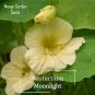 Nasturtium Bonsai Easy Planting Flower Hanging Plants New Garden Plant 10 PCS Seeds