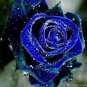 Natural Fragrant Sparkling Golden Blue Rose 500 PCS Seeds