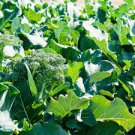 Natural Organic Broccoli Vegetable 60 PCS Seeds