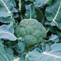Natural Organic Broccoli Vegetable 60 PCS Seeds
