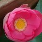 Nelumbo nucifera ‘Crimson Velvet’ Lotus 5 PCS Seeds