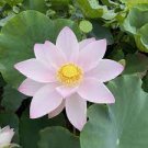 Nelumbo Nucifera Dark Blue Lotus Flowers New Variety 1 PCS Seeds