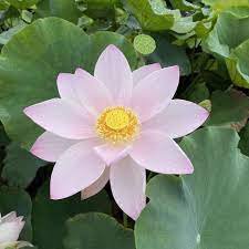 Nelumbo Nucifera Dark Blue Lotus Flowers New Variety 1 PCS Seeds