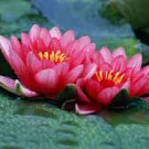 Nelumbo Nucifera Lotus ''Hong Yan'' Water Lily Flower 1 PCS Seeds