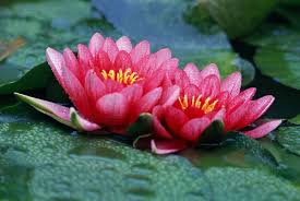 Nelumbo Nucifera Lotus ''Hong Yan'' Water Lily Flower 1 PCS Seeds